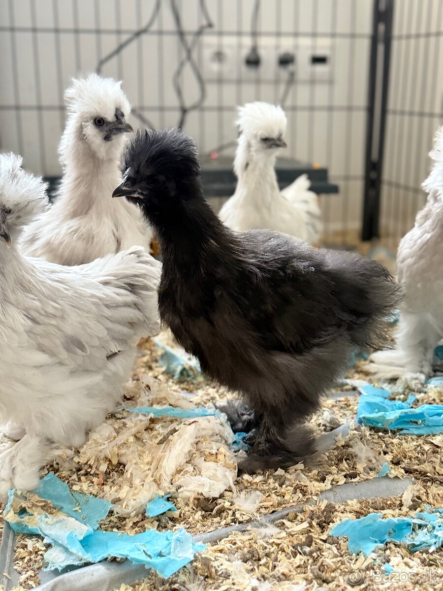 Predám hodvábničky USA - 4