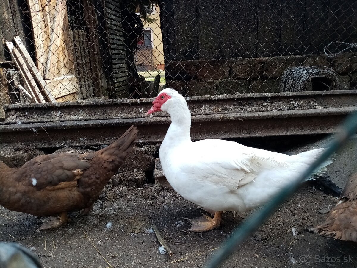 NV pižmová kačica - 4