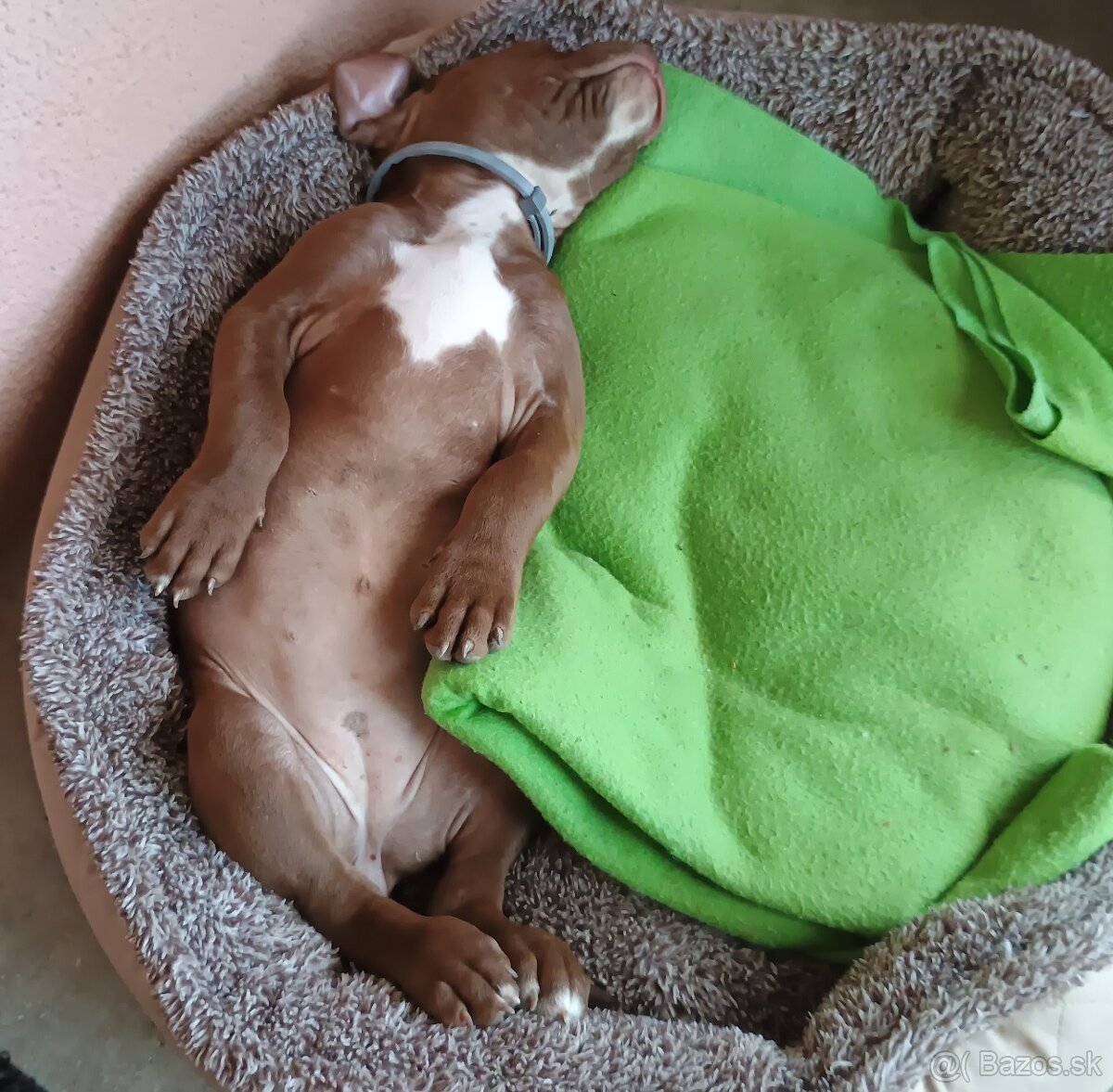 Americký pitbullterier - 4