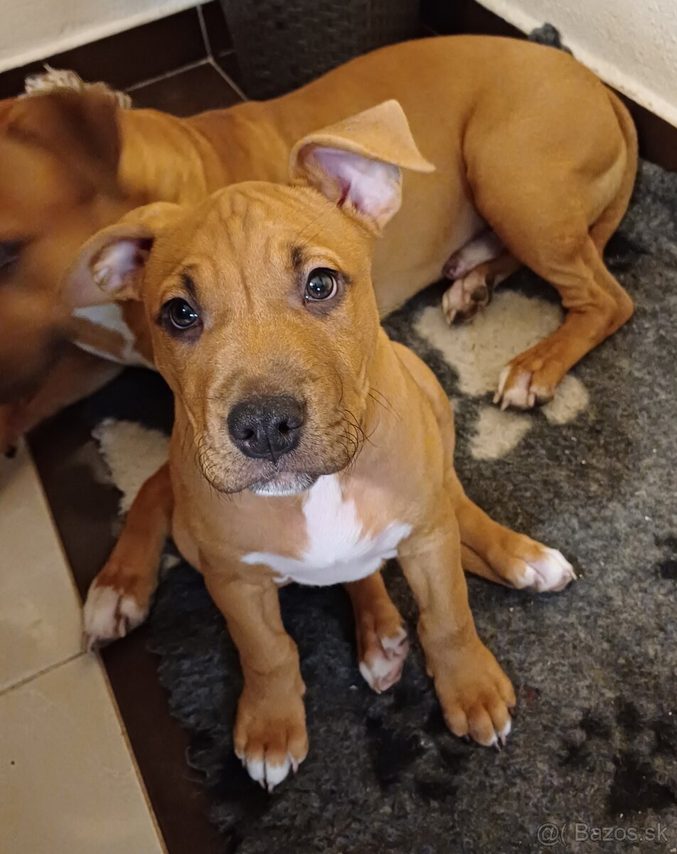 Americký stafordširský teriér - 4