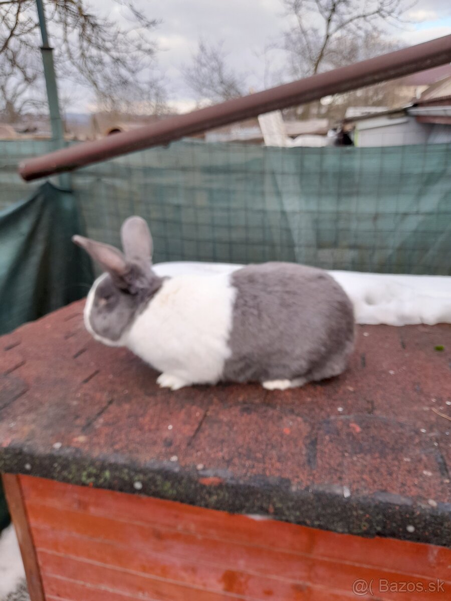 Šarišský obrovitý strakač - 4