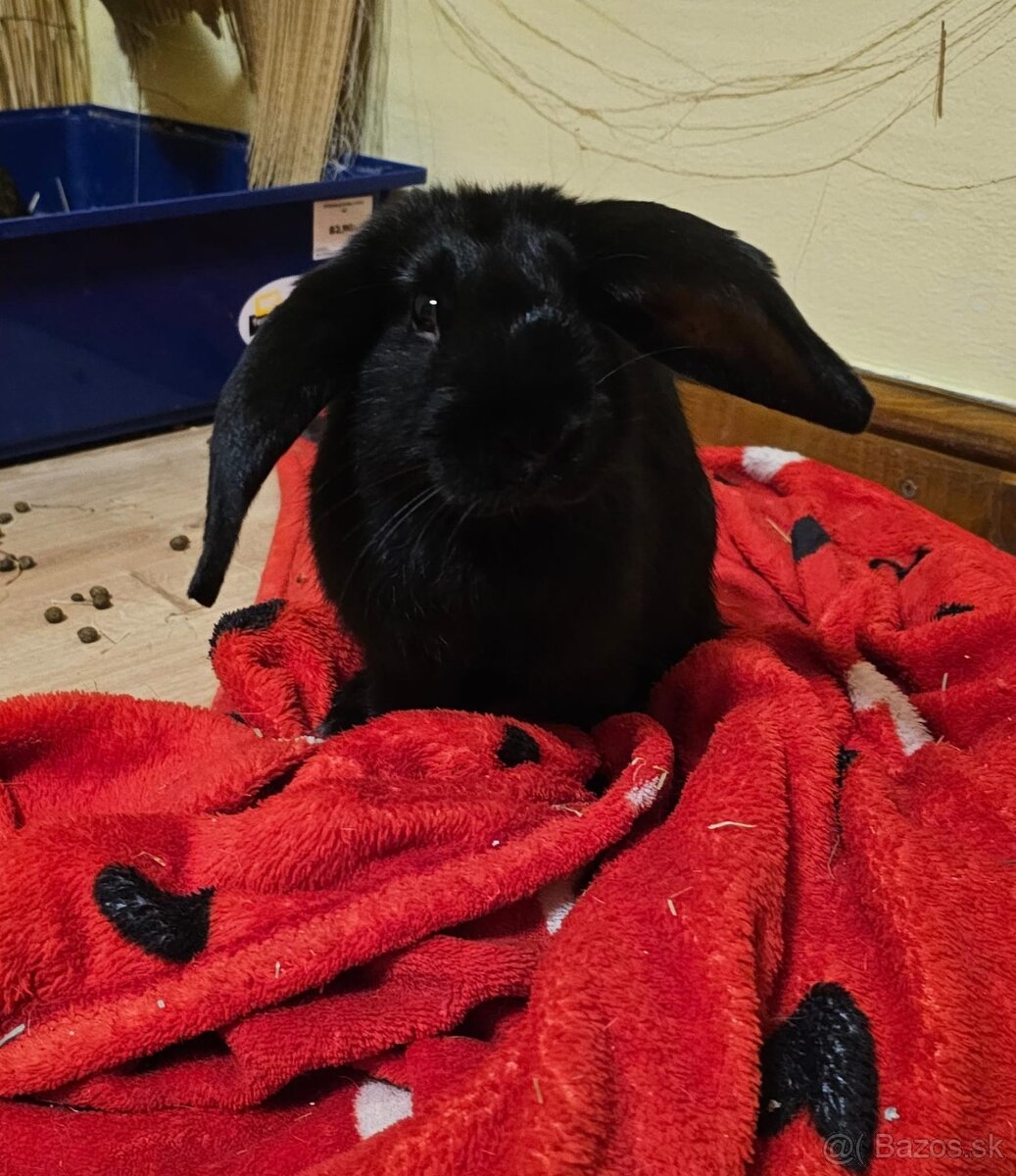 Ročný zajačik - 4