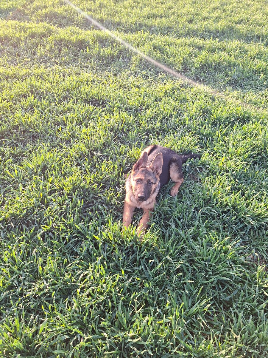 Stena Nemecký ovčiak - 4