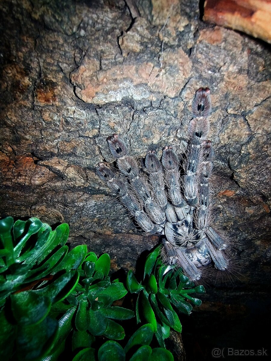 Pavúk, Vtáčkar , Tarantula , Heteroscodra maculata - 4
