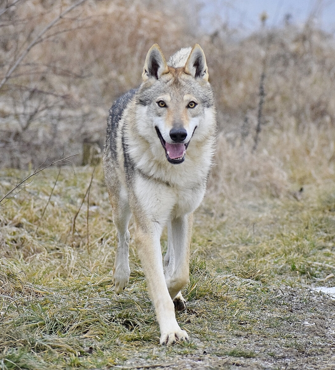šteniatka československy vlčiak - 4