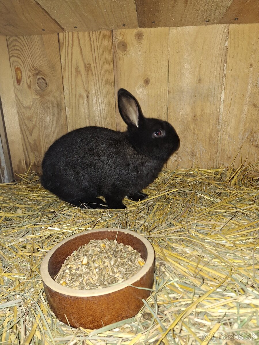 Ponúkam na predaj - 4