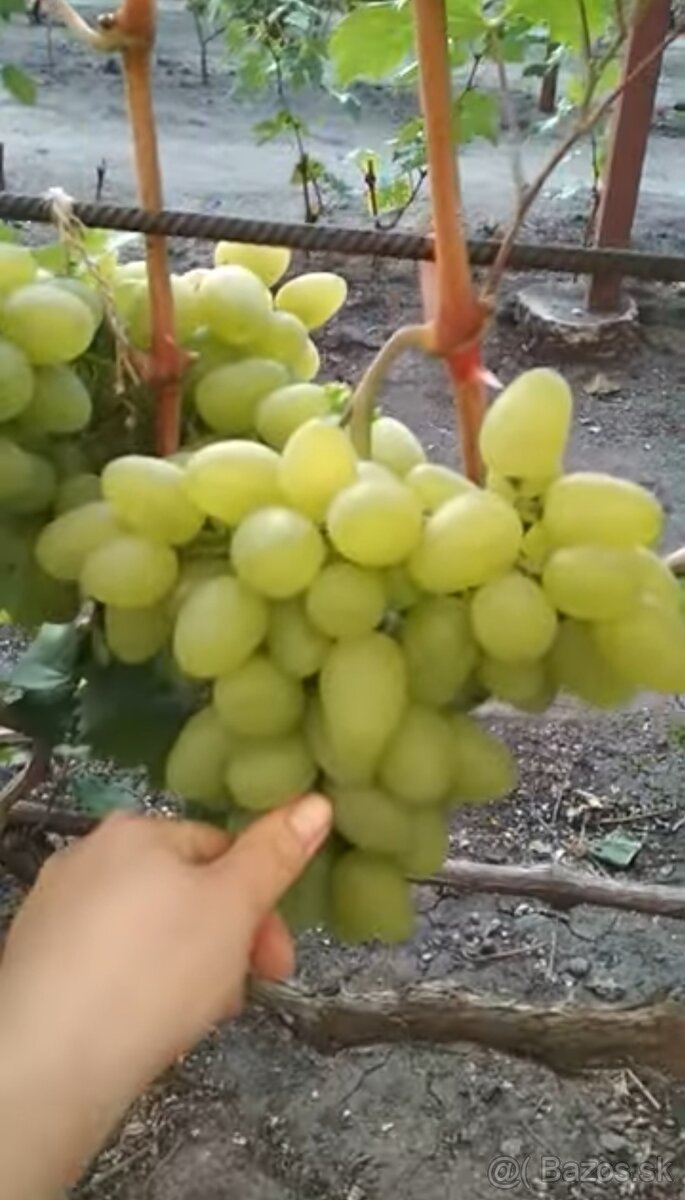 Sadenice viniča - 4