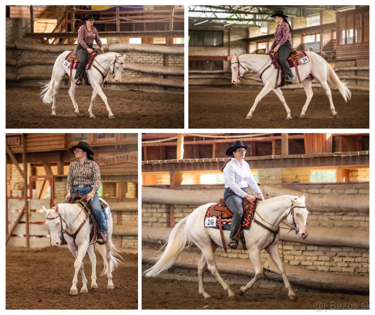 Pripúšťanie cremello Quarter Horse žrebcom - EARLY BOOKING - 4