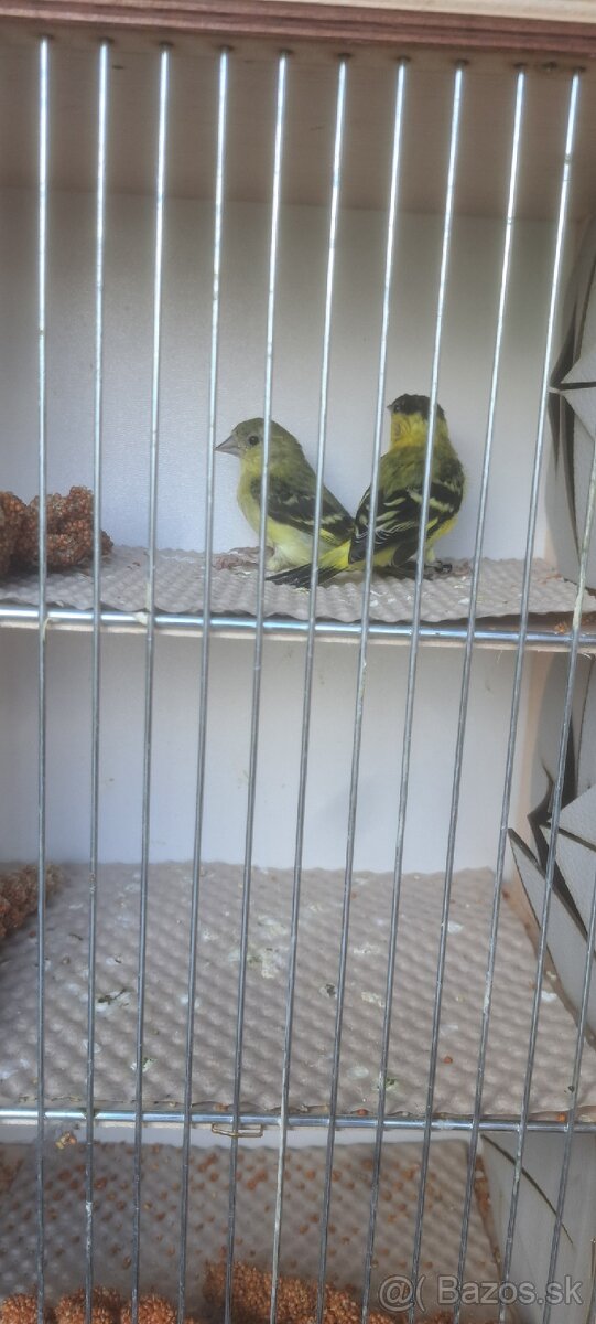 Predám Čižíkov Yarrellii - 4