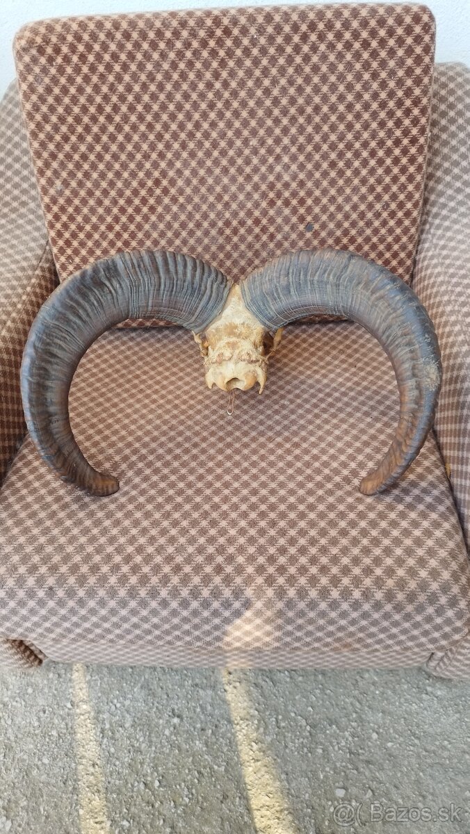 Predám trofej muflona parožie zhody trofeje - 4