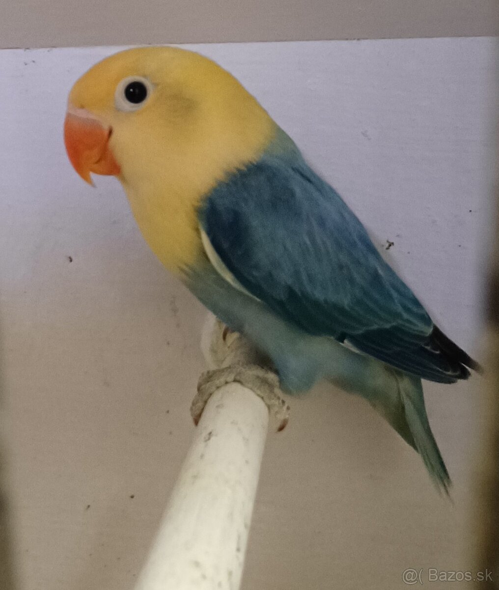 Prodám agapornise. - 4