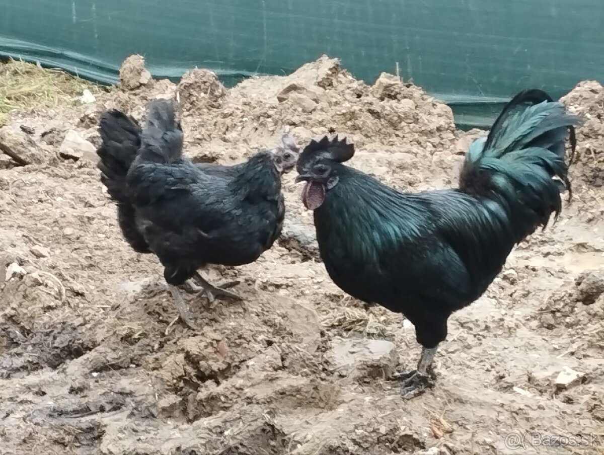 Ayam cemani nv - 4