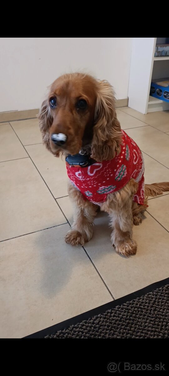 Darujem fenku angkicky kokerspaniel - 4