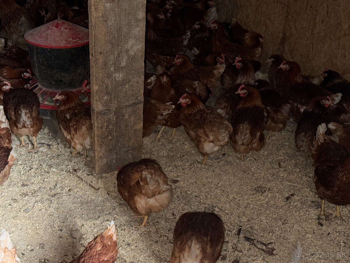 Sliepky Mládky Nosnice Lohman - 4