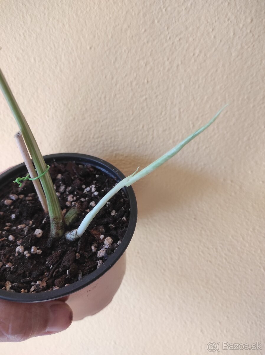 MONSTERA ALBO VARIEGATA - 4