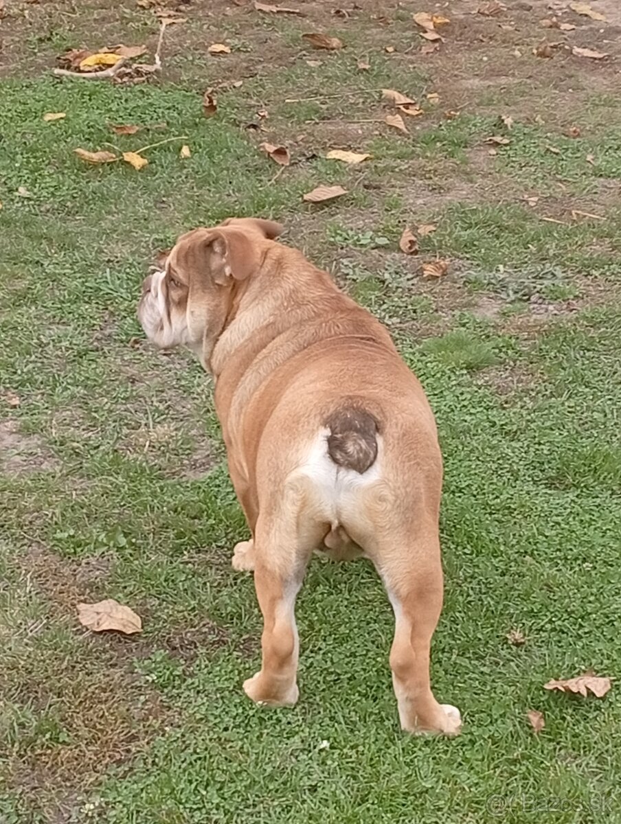 Anglicky buldog - 4