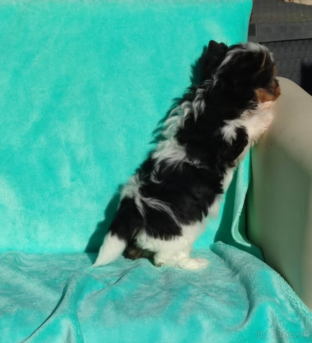 Biewer, Yorkshire terriers pp - 4