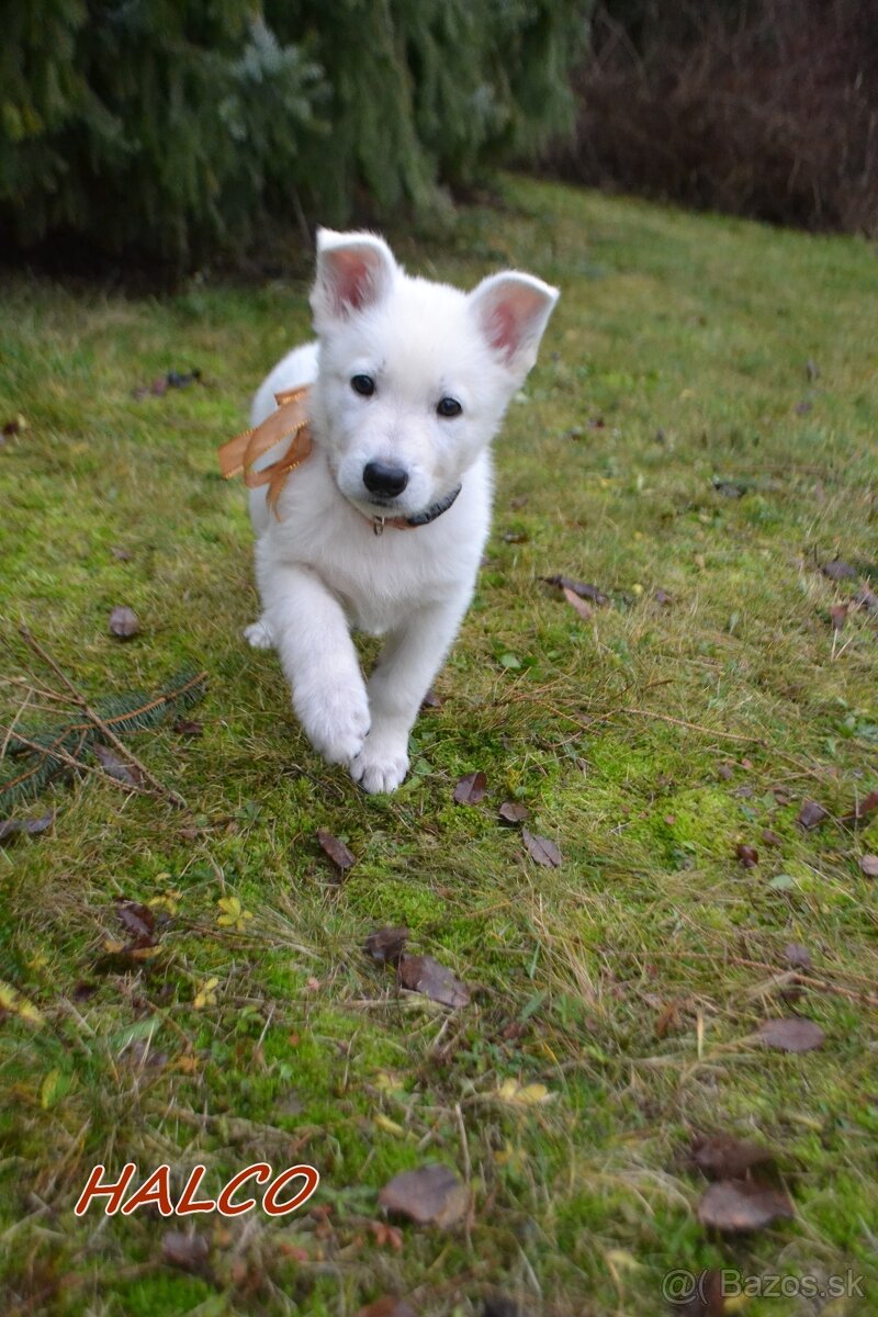 Biely švajčiarsky ovčiak , s PP - 4