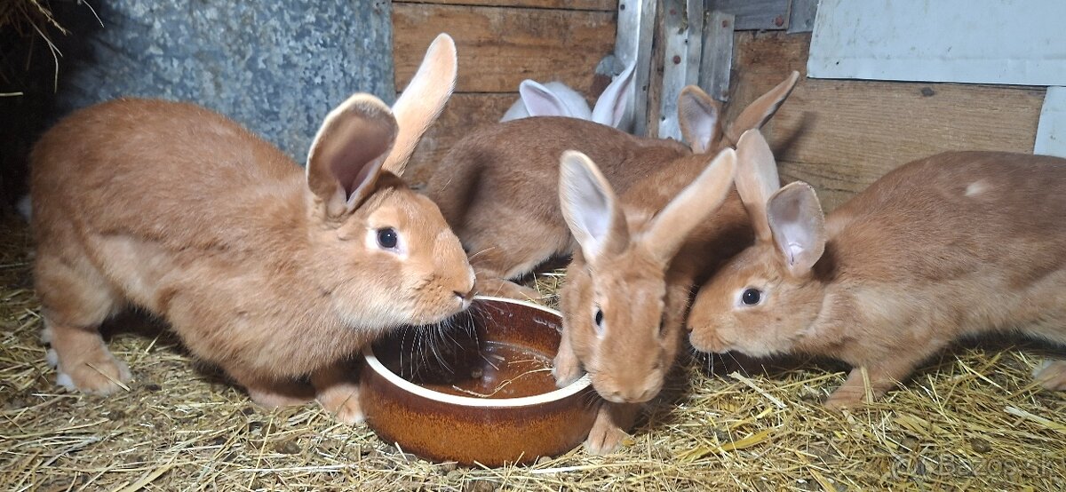 Burgundske a Hyle samice - 4