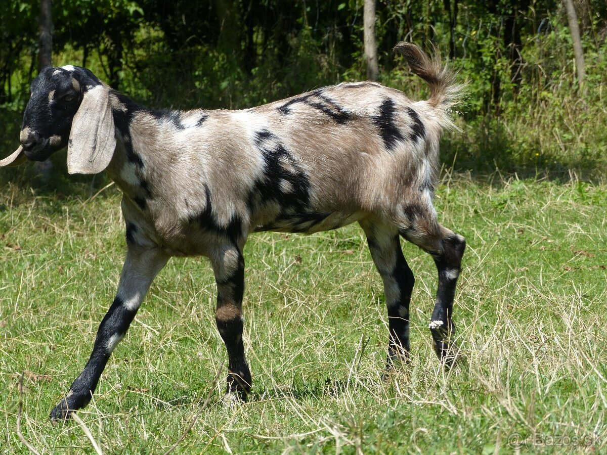 100 % anglonubijská kozička - 4