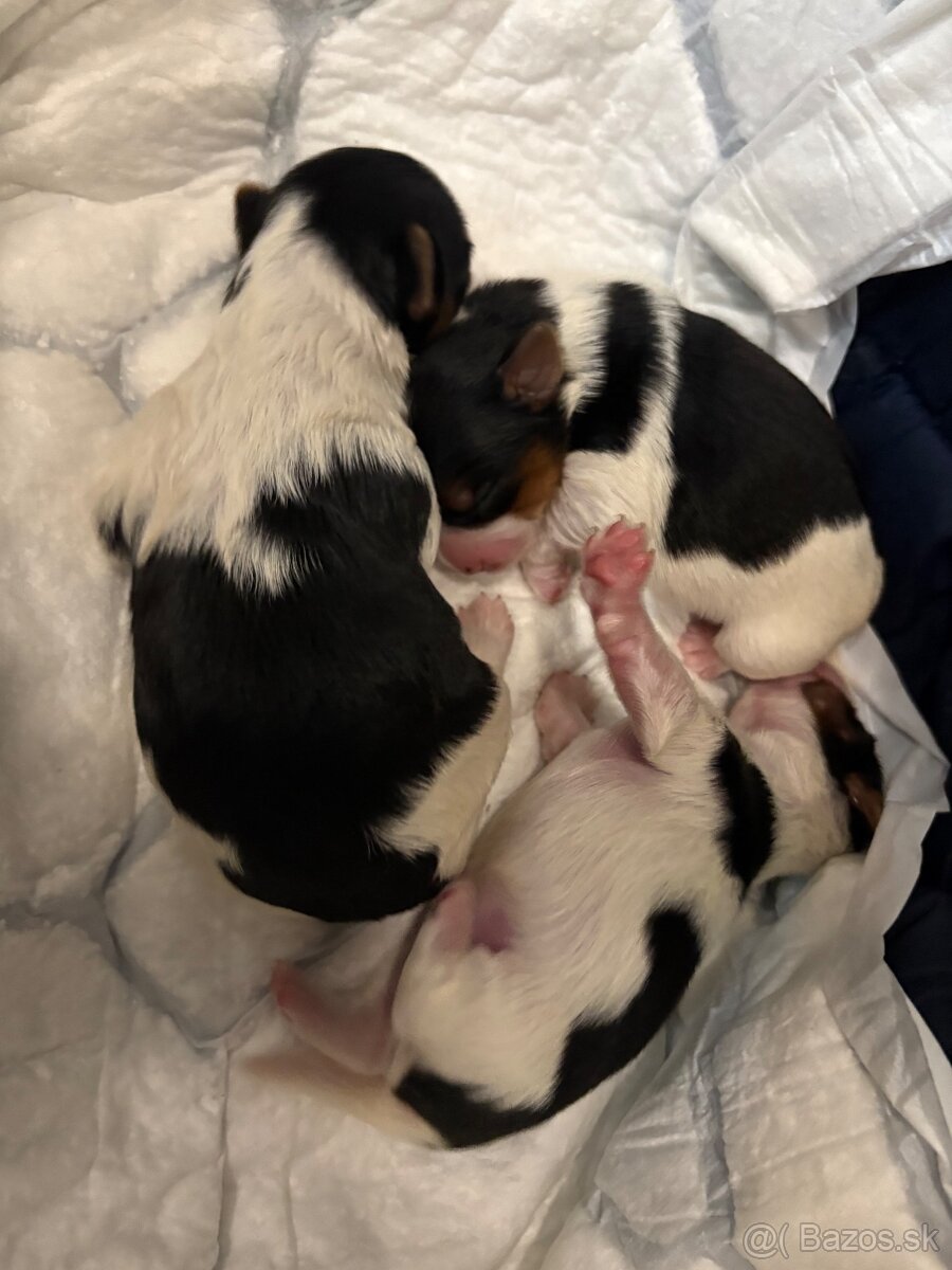 Biewer s PP krytie - 4