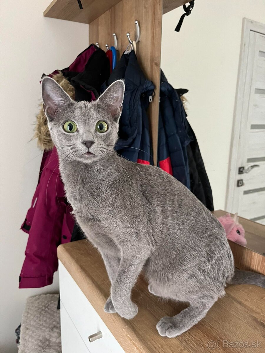 Ruská modrá mačka - 4