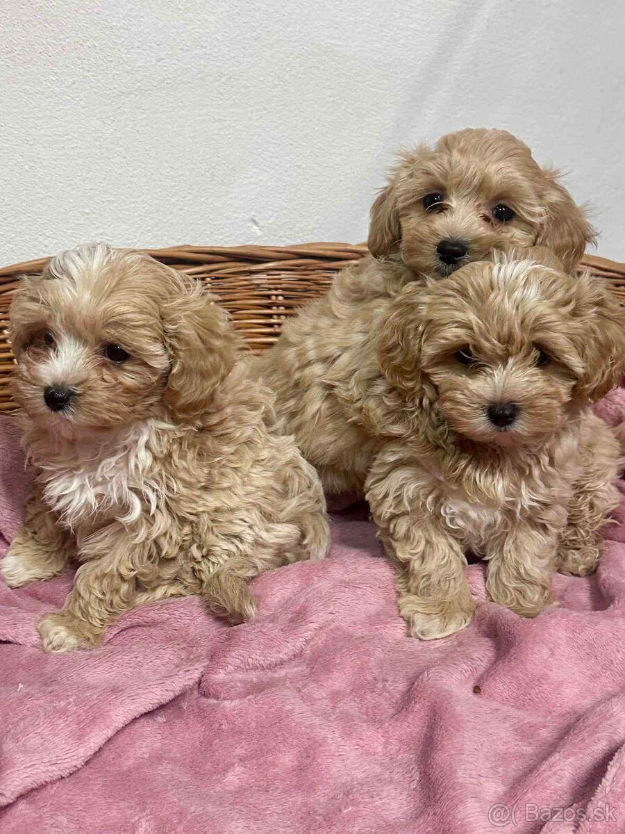 Maltipoo, pudel, pudlik, maltezak - 4