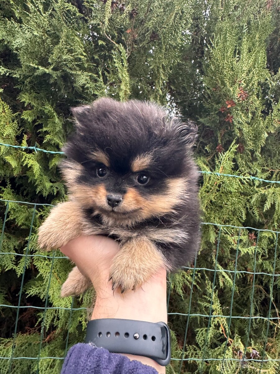 Pomeranian čierno pálený fenka - 4