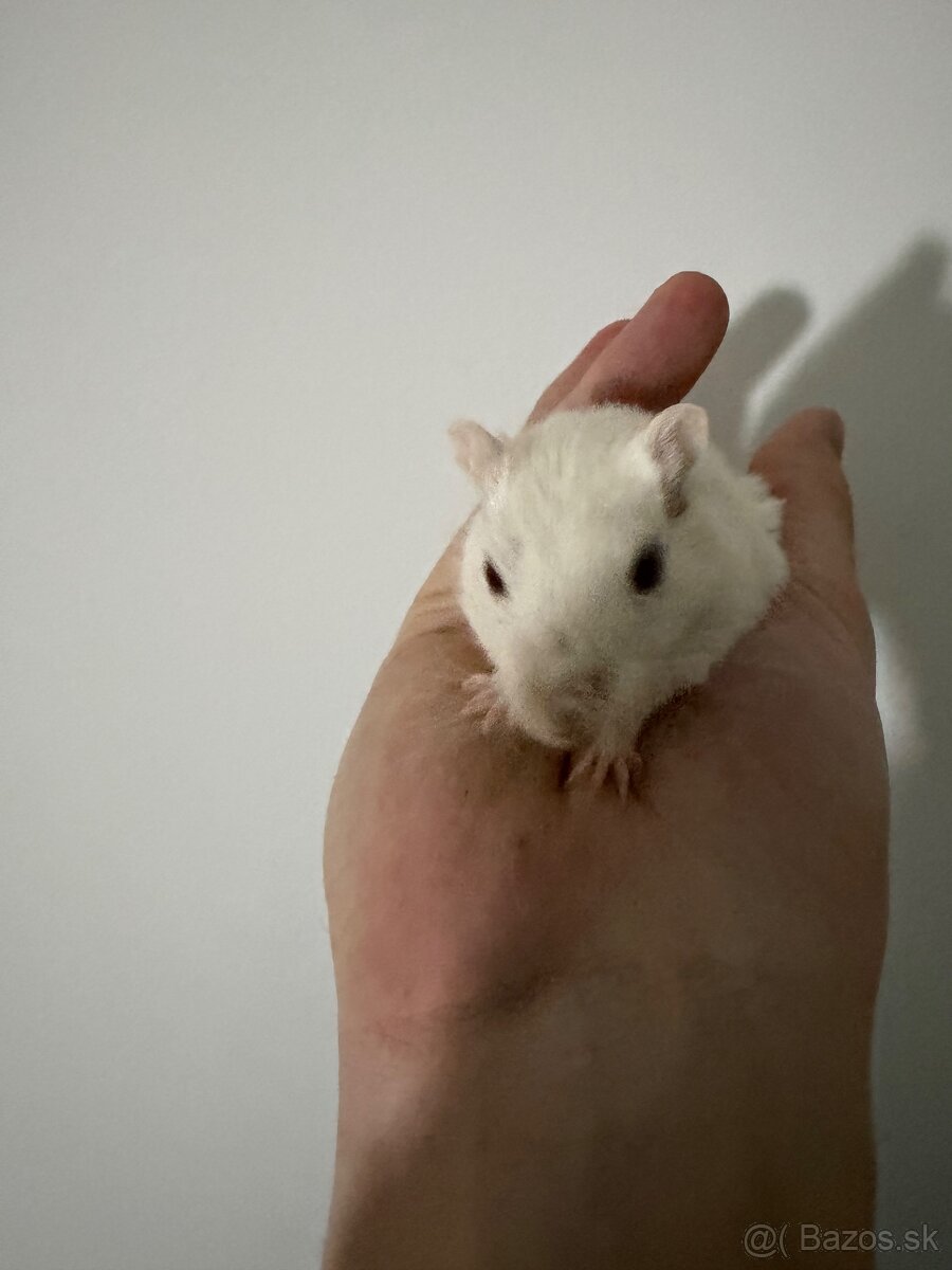 Darujeme pieskomila - 4