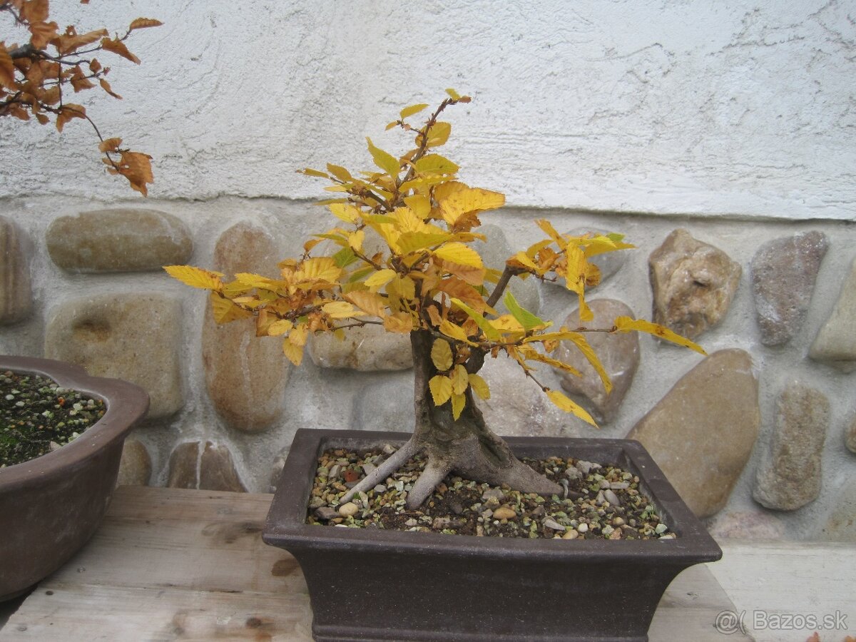bonsai,bonsaj-hrab 26 - 4