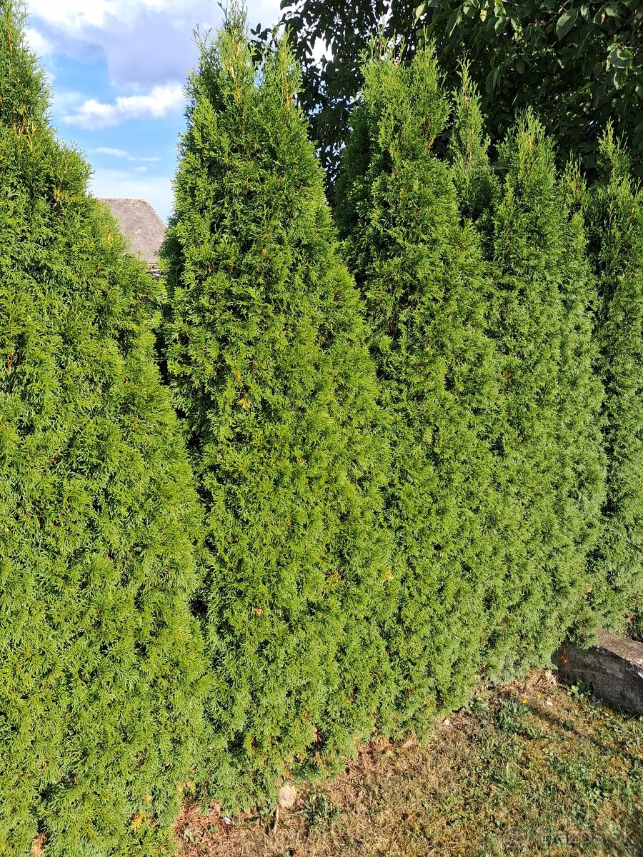 Thuja occidentalis- živý plot komplet - 4