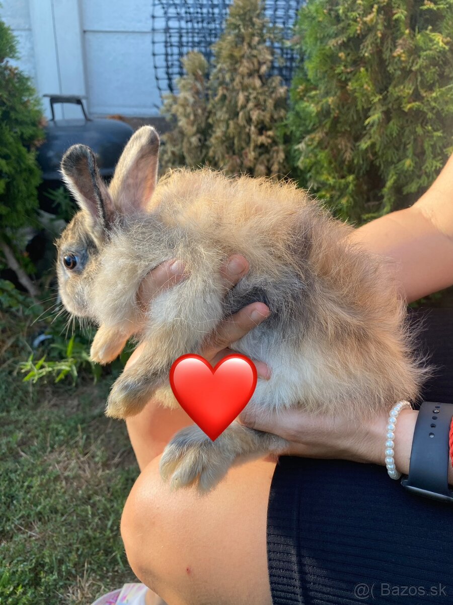 Pet zajacikovia - 4