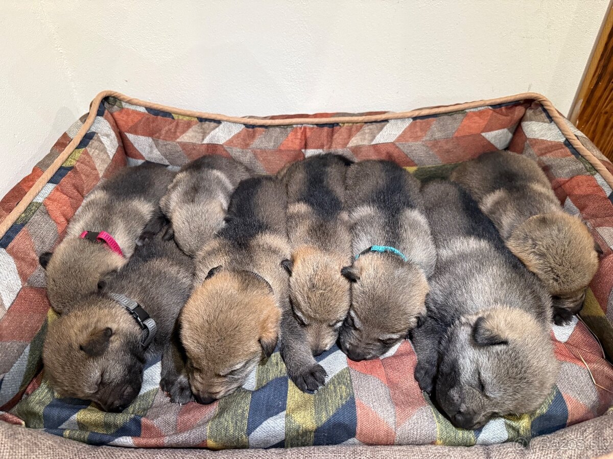 československý vlčiak s PP (FCI) - 4