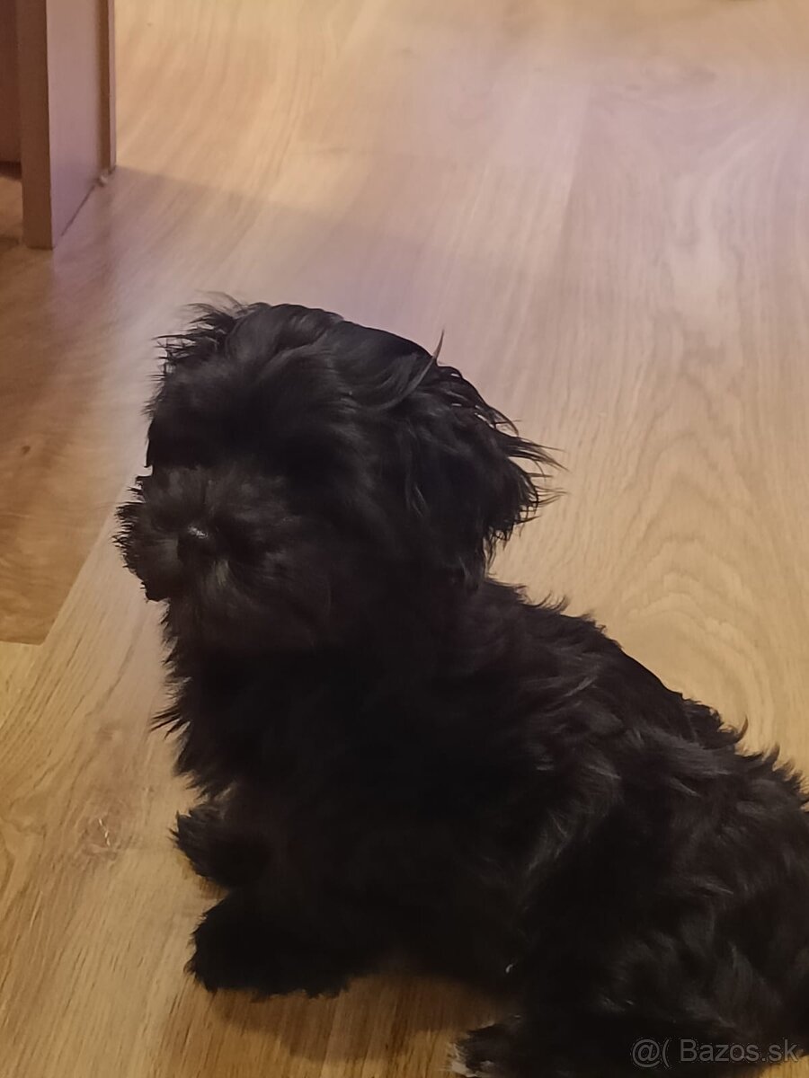 Havanský psík - 4