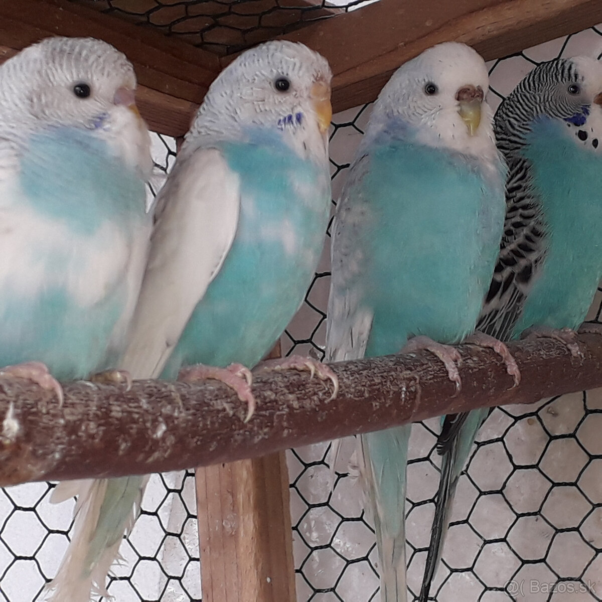 predám andulky a zebričky - 4