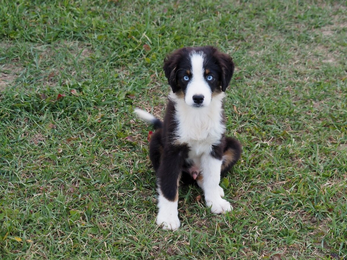 Miniatúrny americký ovčiak s PP- s rodokmeňom - 4