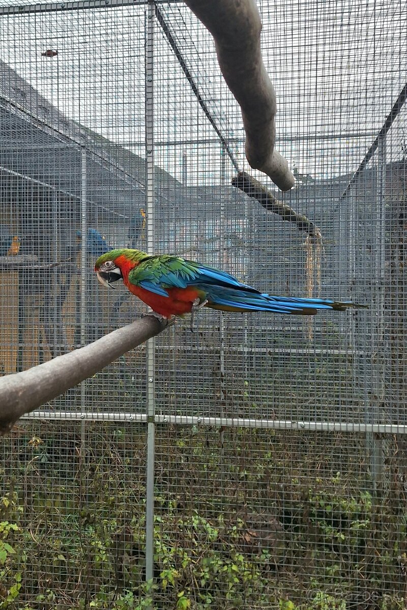 Ara Harlekýn 0.1 - 4