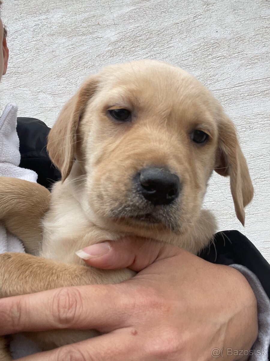 Labrador-retriver - 4