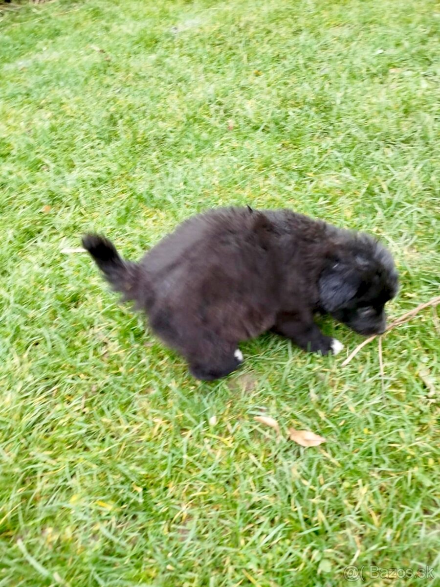 Ponúkam šteniatka border kolia–otec, matka-krizenres Skalica - 4