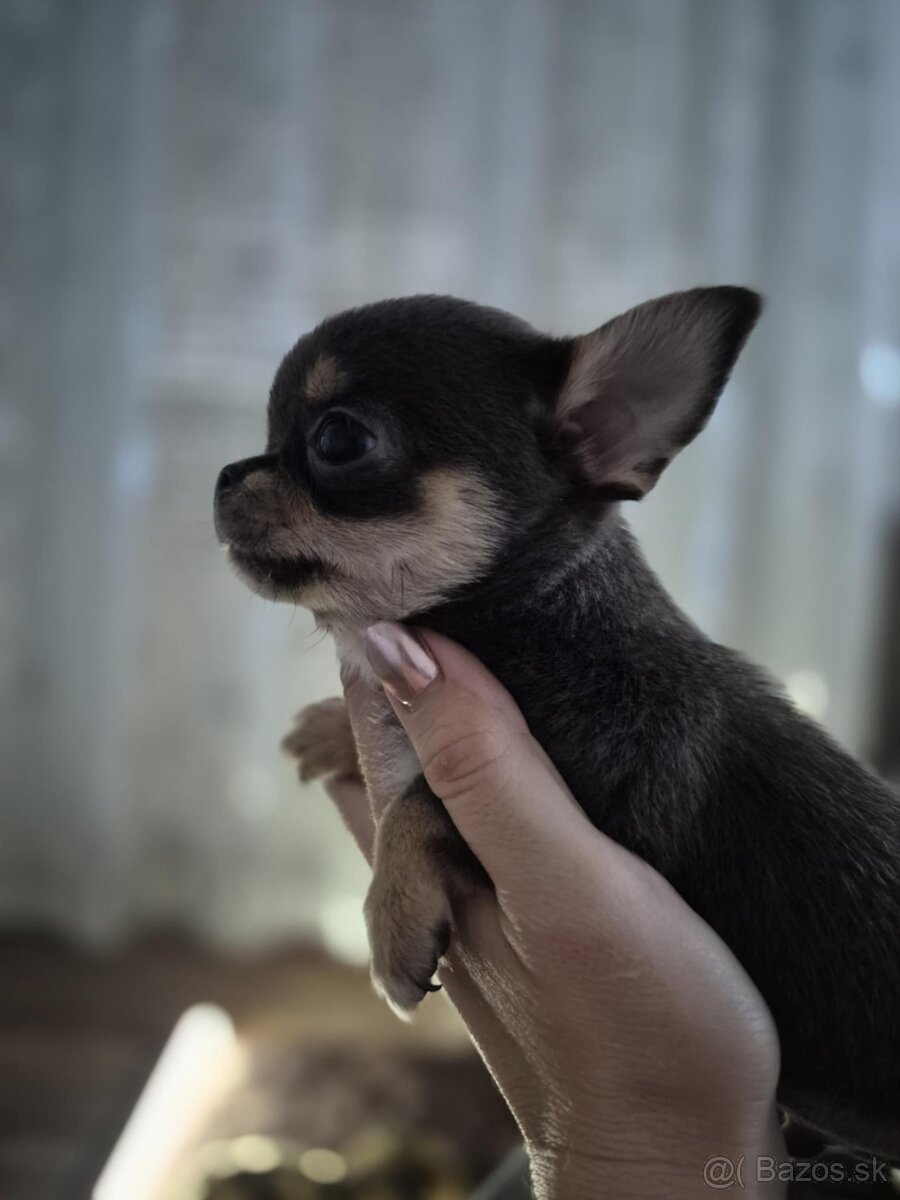 Čivavka krátkosrstá - 4