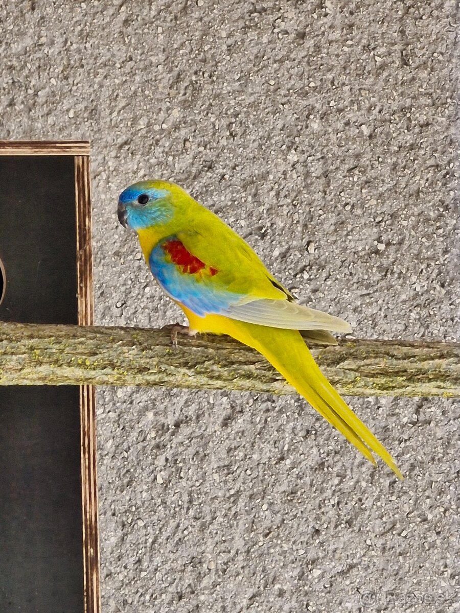 Predam neofema tyrkysova žltobruchá - 4