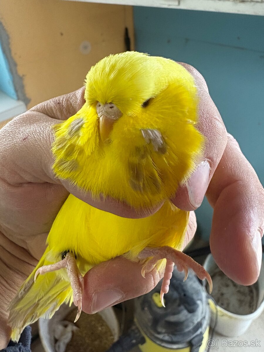 Výstavné andulky - 4