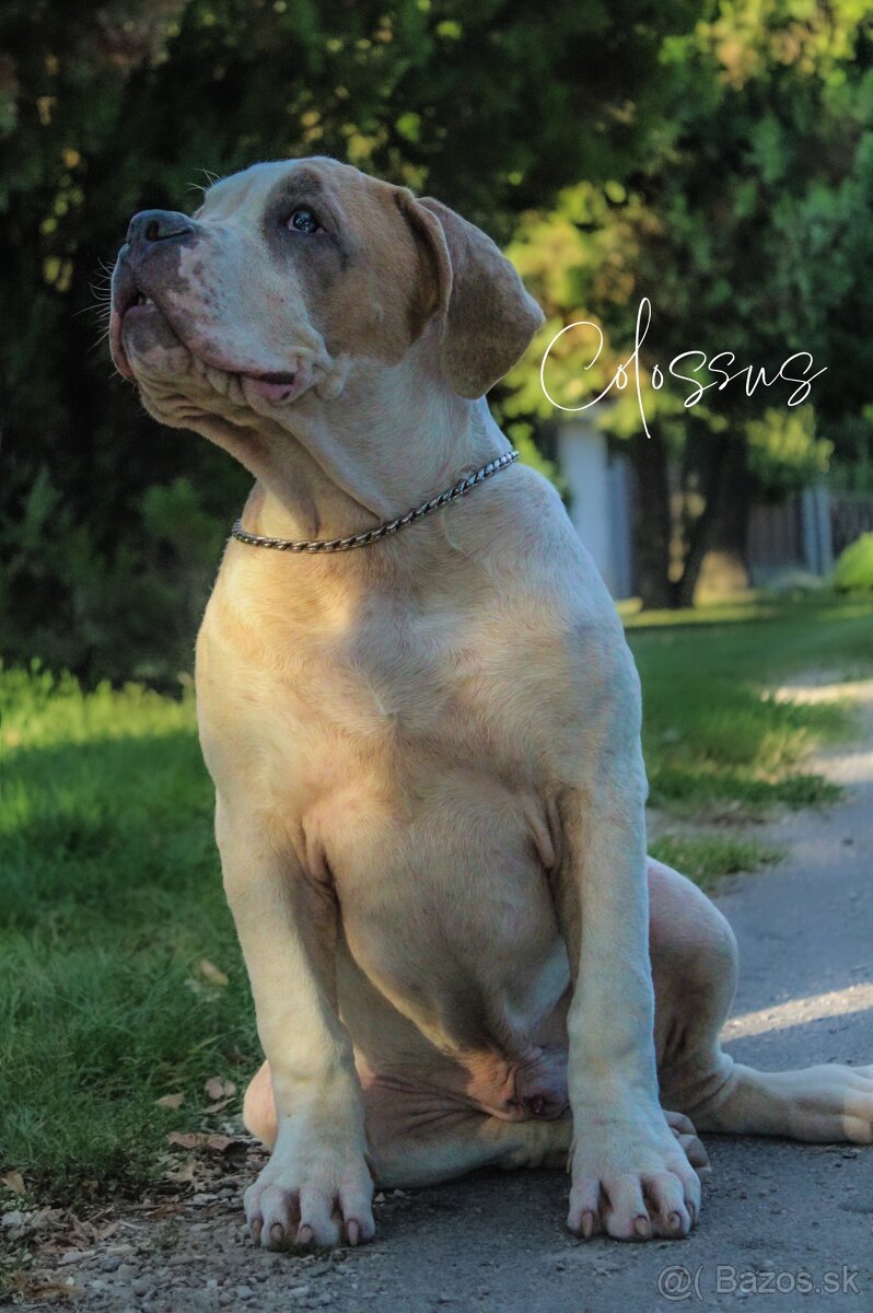 American bully XL adopcia - 4