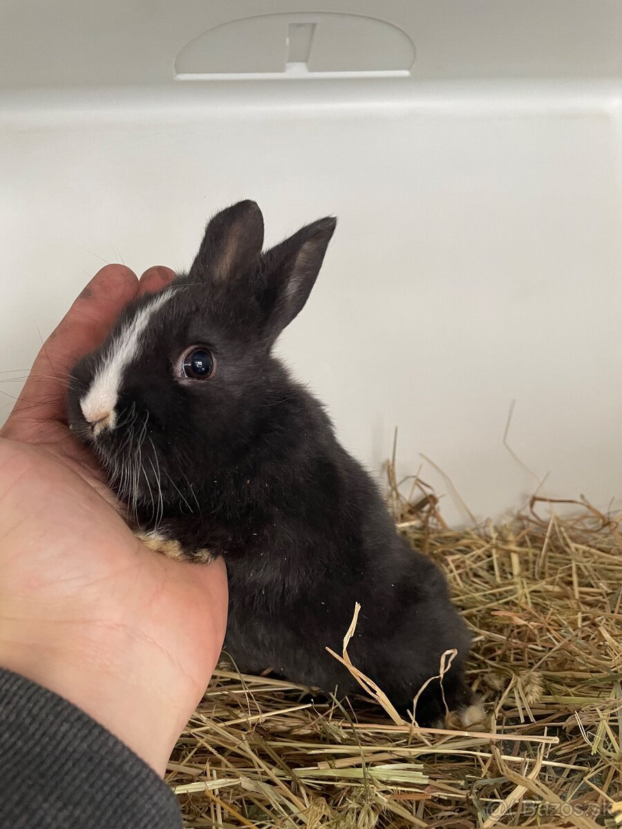 Izbove zajačiky - 4