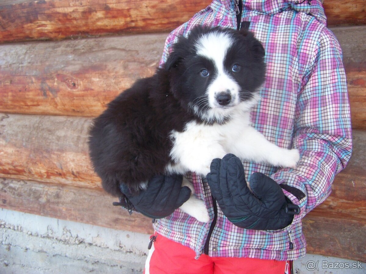 Border kolia čistorkvne šteniatka - 4