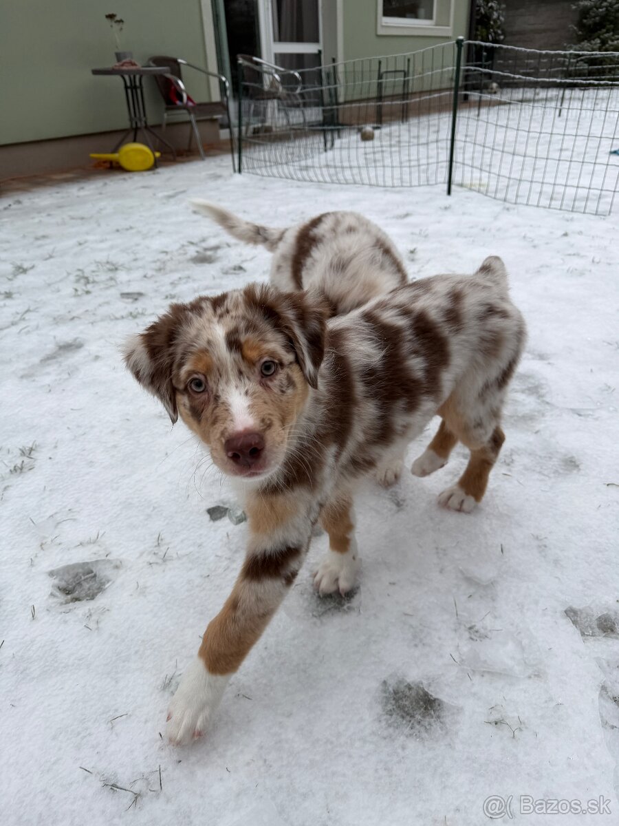 Australsky ovciak s PP - 4