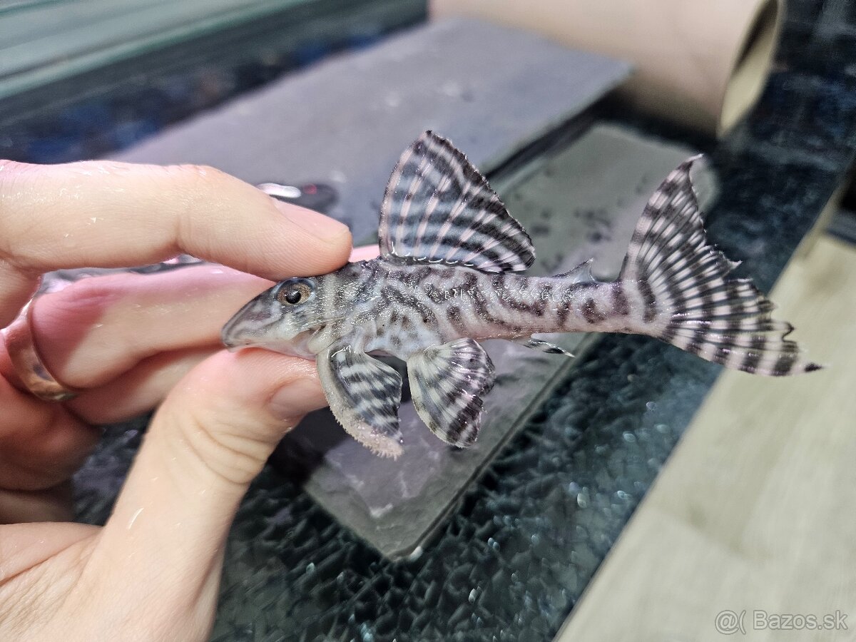 L 236 Super White - chovné páry - 4