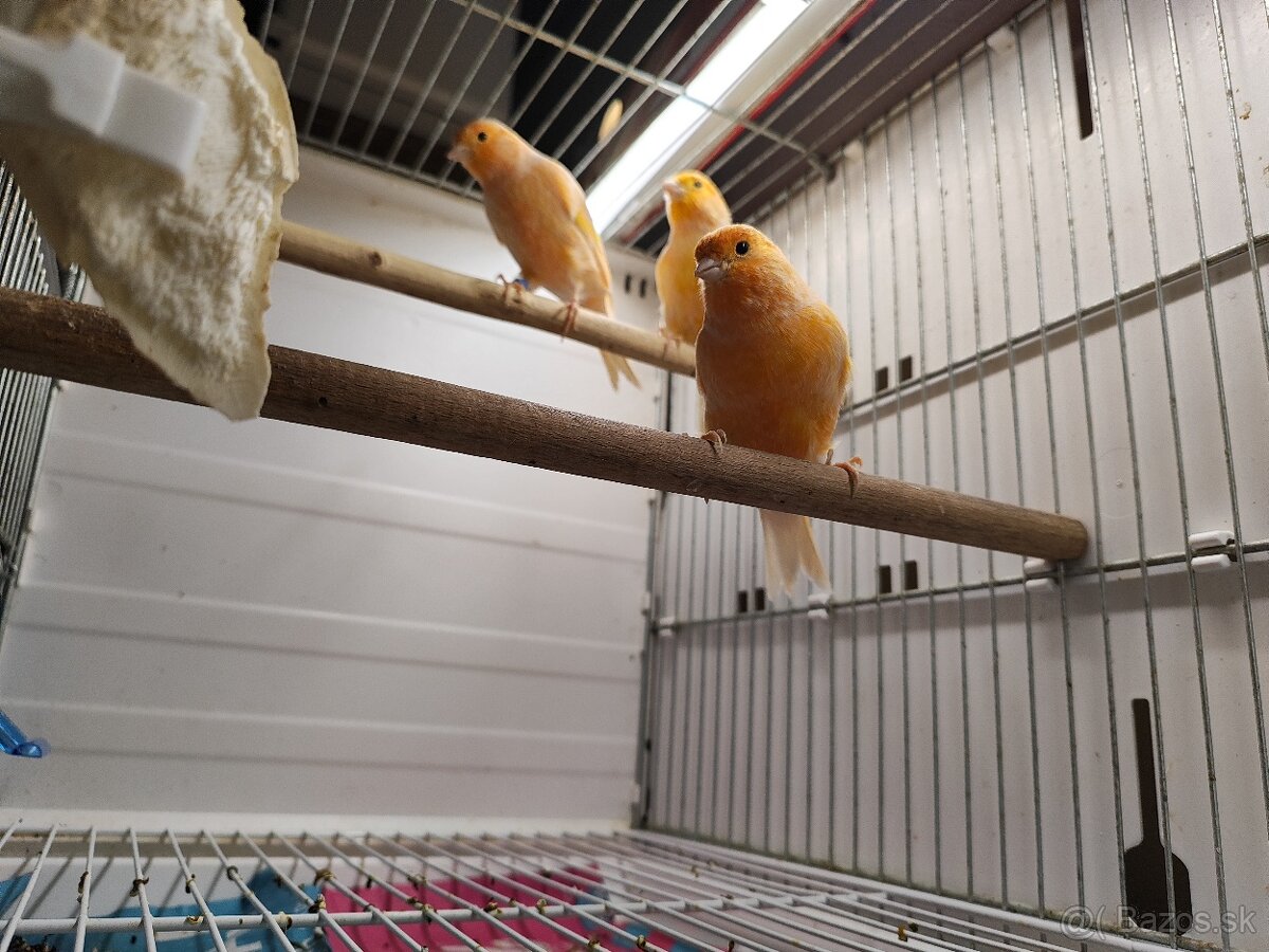 Predám kanarikov - 4