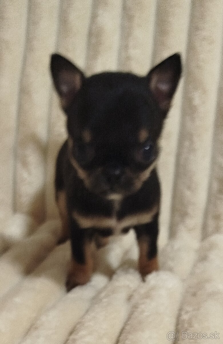 Čivava mini psík krátkosrsty - 4