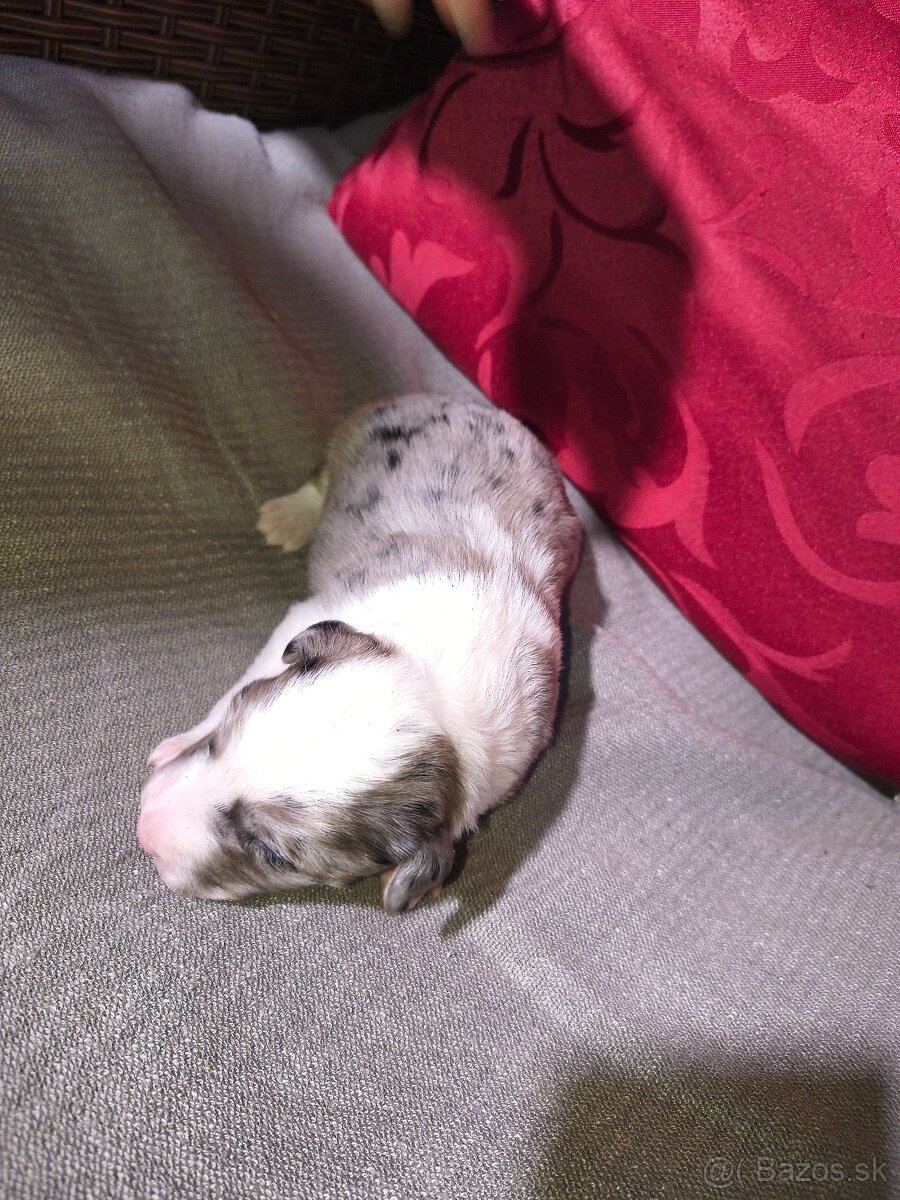 Borderská kolia - 4